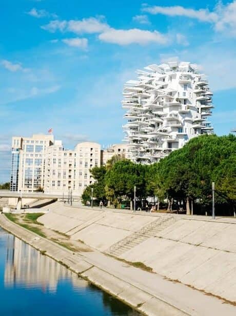 arbre blanc montpellier